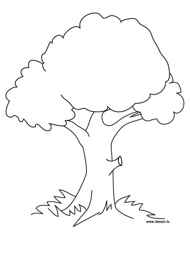 gambar sketsa pohon mewarnai