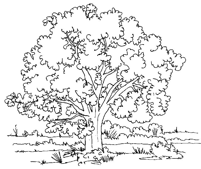 gambar sketsa pohon musim semi