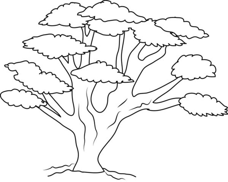 gambar sketsa pohon rindang hd