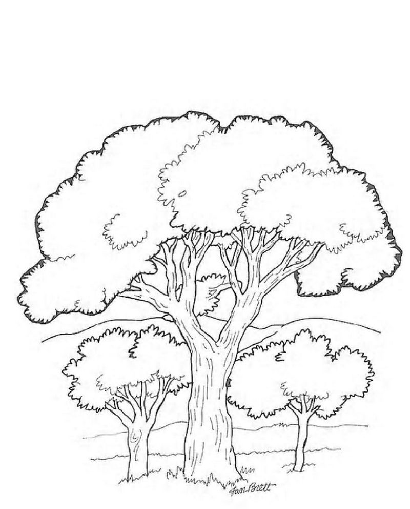 gambar sketsa pohon rindang