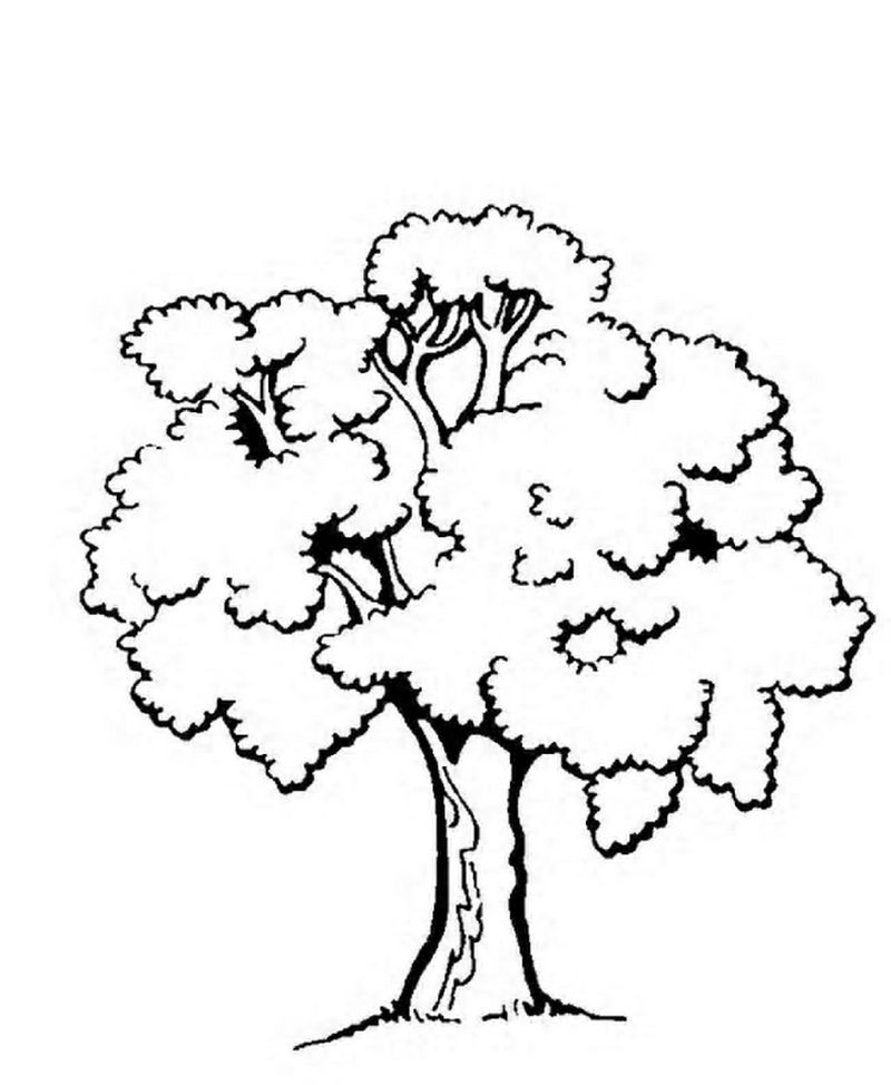 gambar sketsa pohon untuk diwarnai