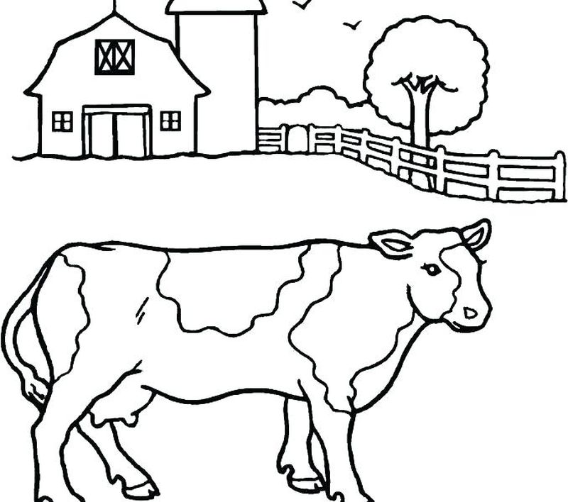 gambar sketsa sapi peternakan