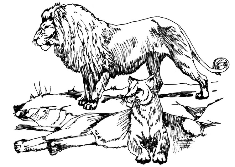 gambar sketsa sepasang singa