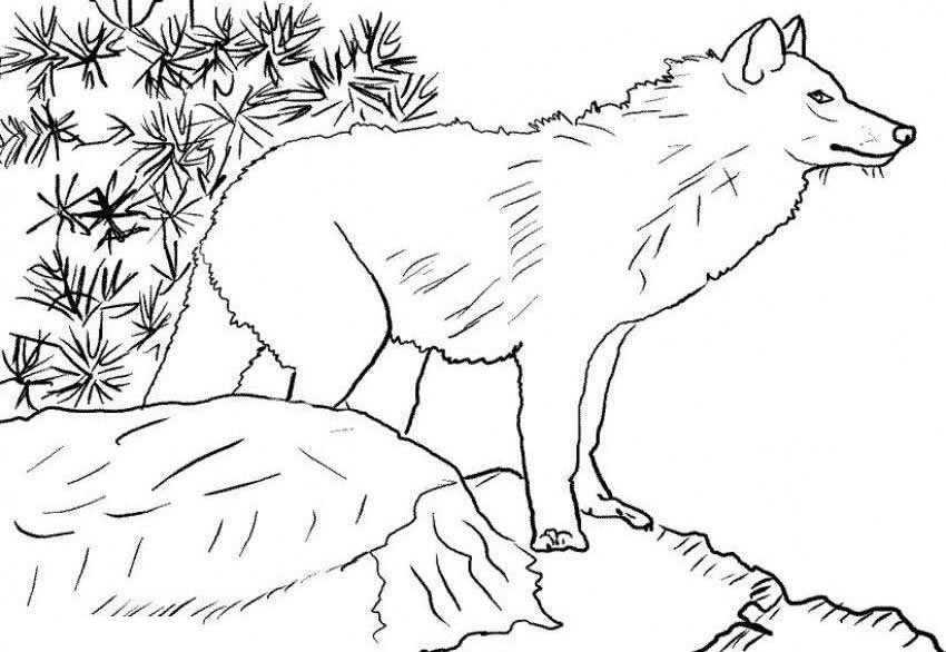 gambar sketsa serigala di hutan