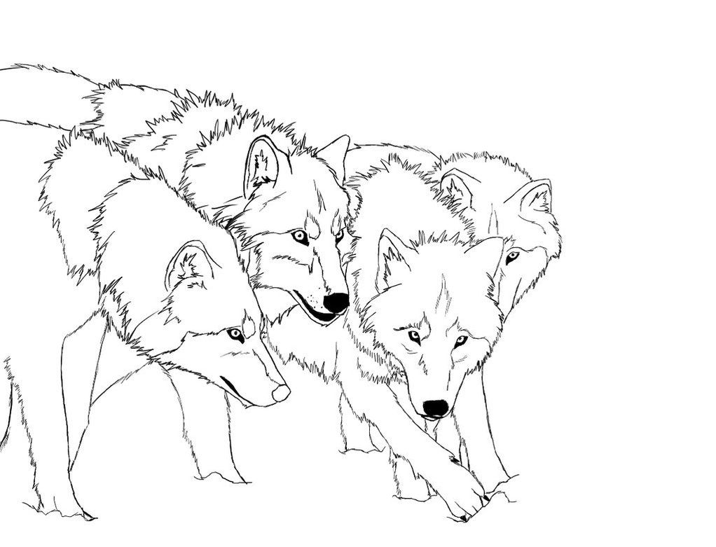 gambar sketsa serigala hd