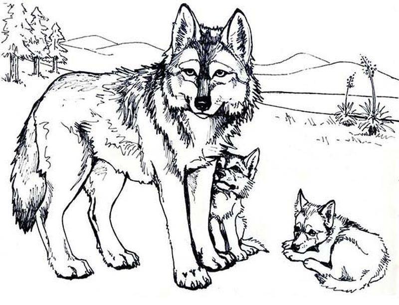 gambar sketsa serigala mewarnai