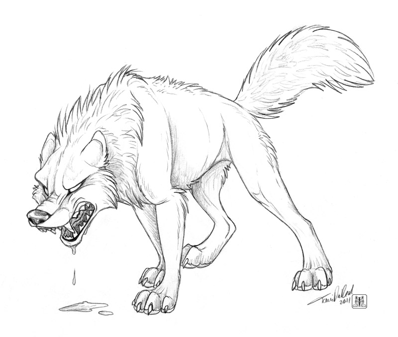 gambar sketsa serigala sedang marah