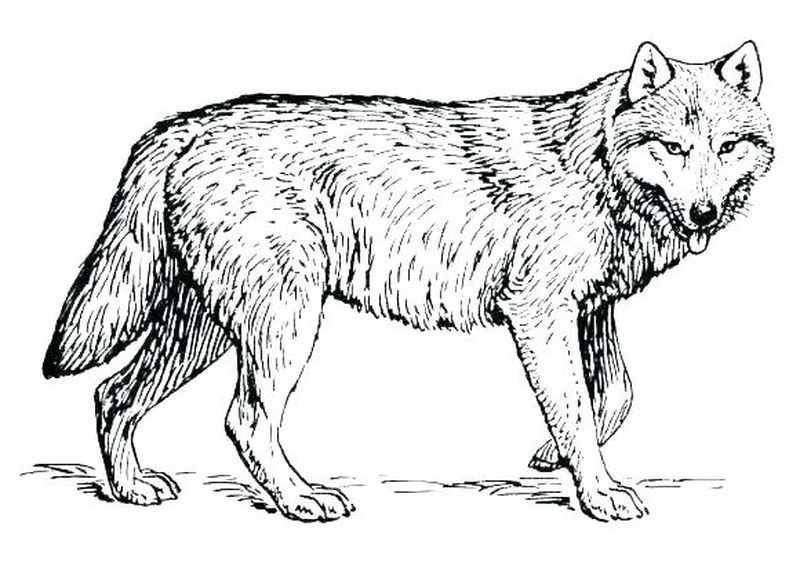 gambar sketsa serigala