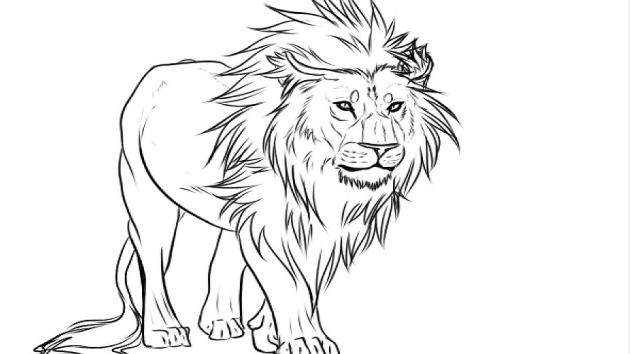 gambar sketsa singa hutan