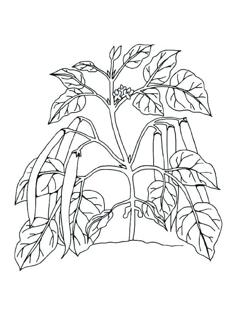 gambar sketsa tumbuh tumbuhan hd