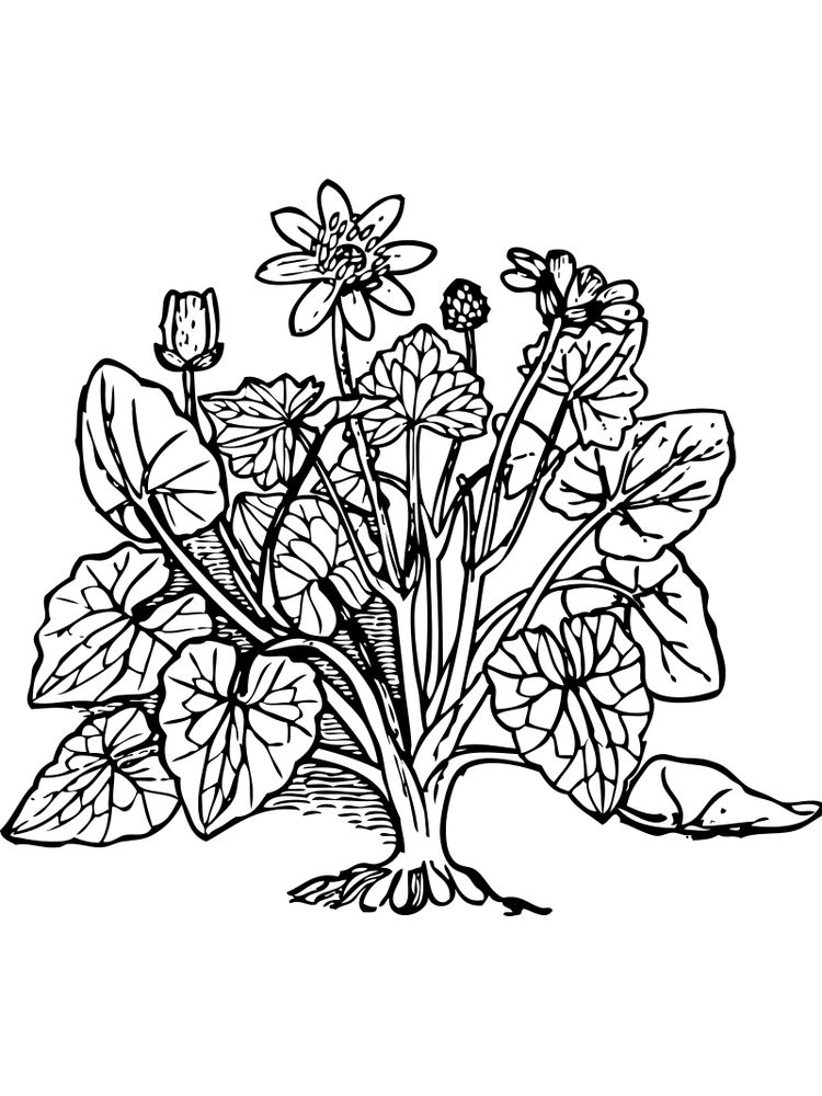 gambar sketsa tumbuh tumbuhan