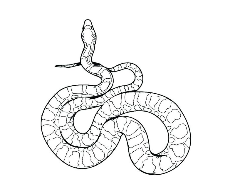 gambar sketsa ular hd mewarnai