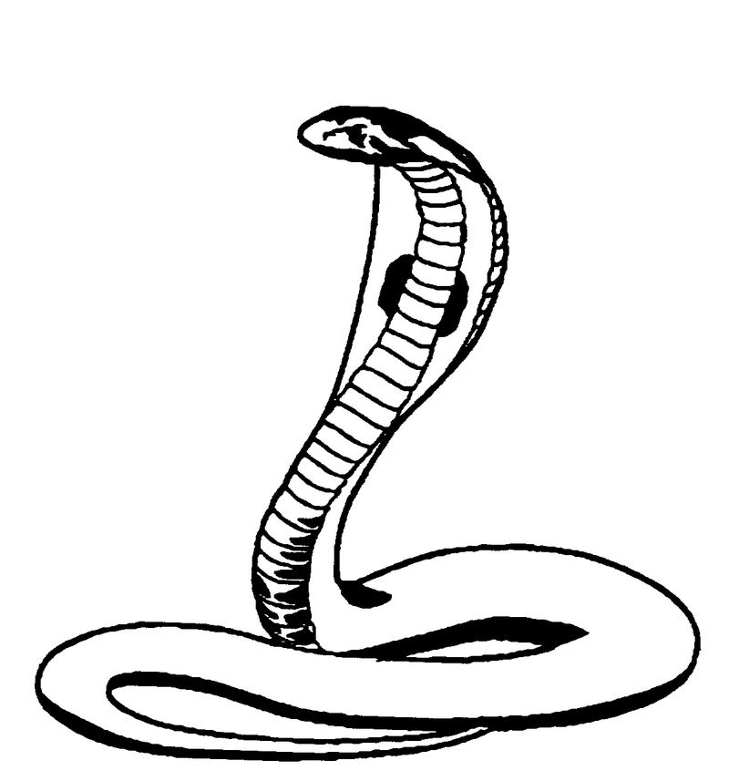 gambar sketsa ular kobra