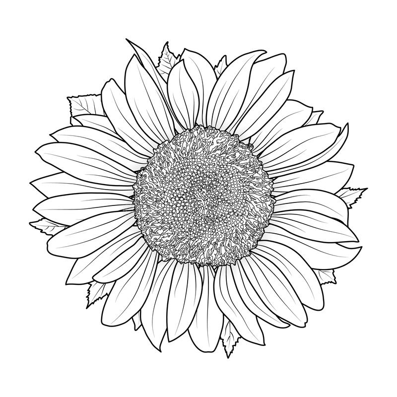 hd gambar sketsa bunga matahari