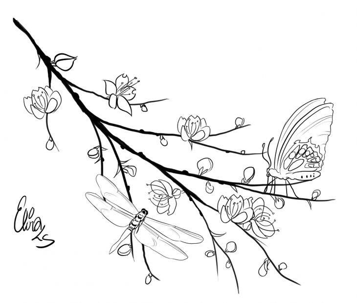 hd gambar sketsa bunga sakura