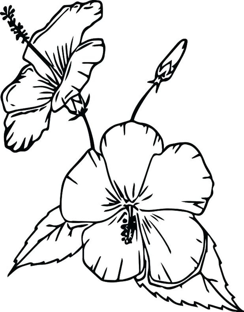 hd gambar sketsa bunga sederhana