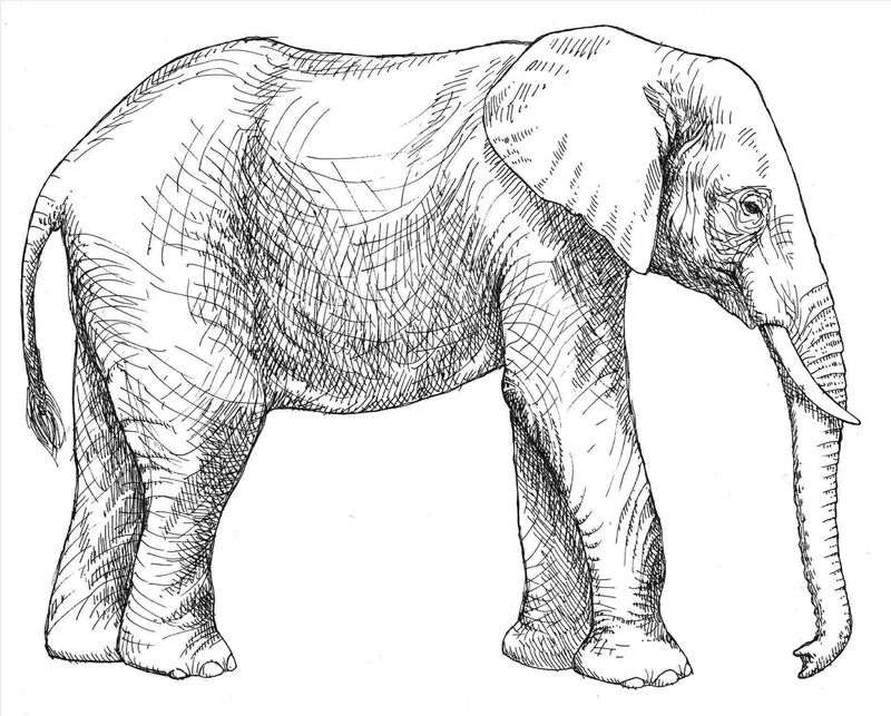 hd gambar sketsa gajah