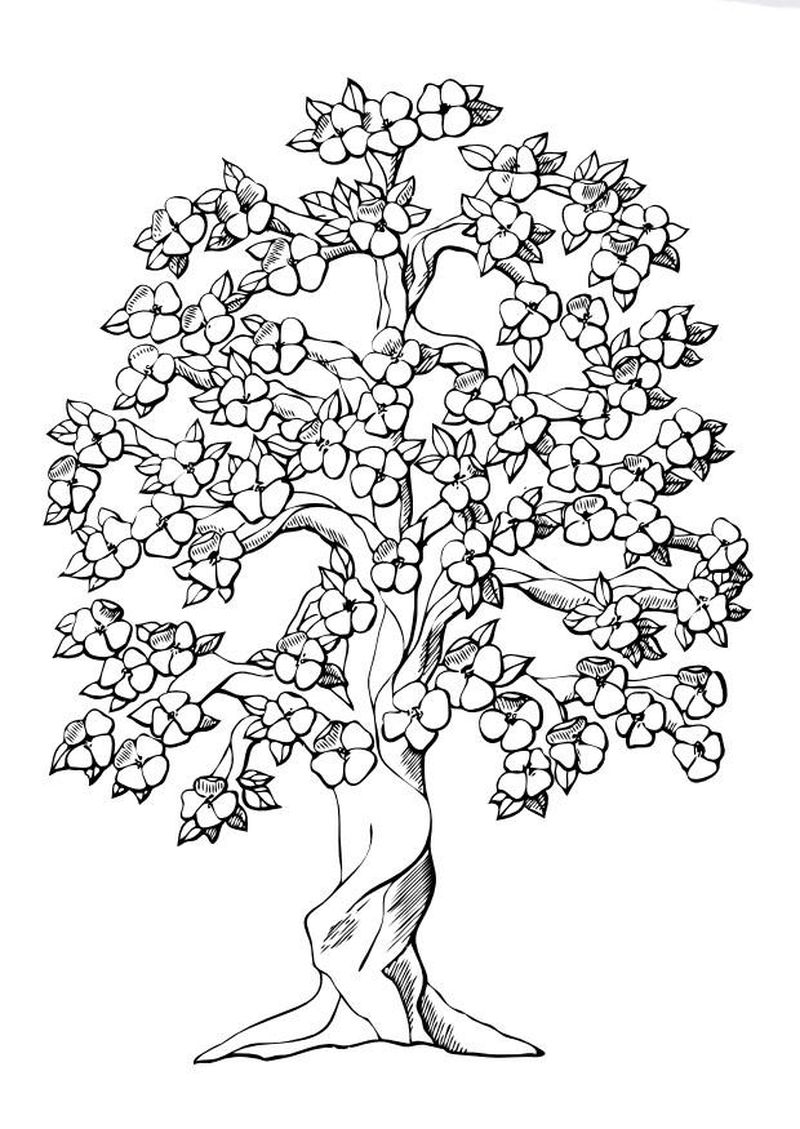 hd gambar sketsa pohon rindang