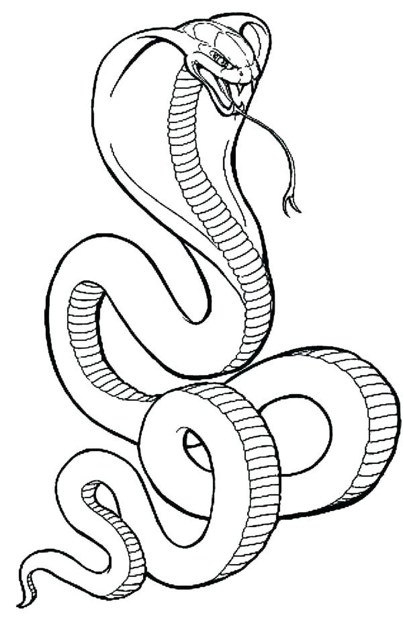 kobra gambar sketsa ular