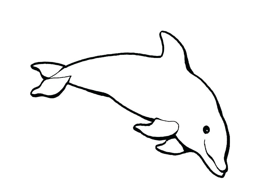 kumpulan gambar sketsa lumba lumba