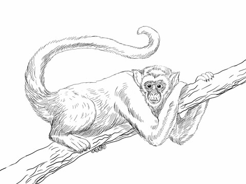 kumpulan gambar sketsa monyet