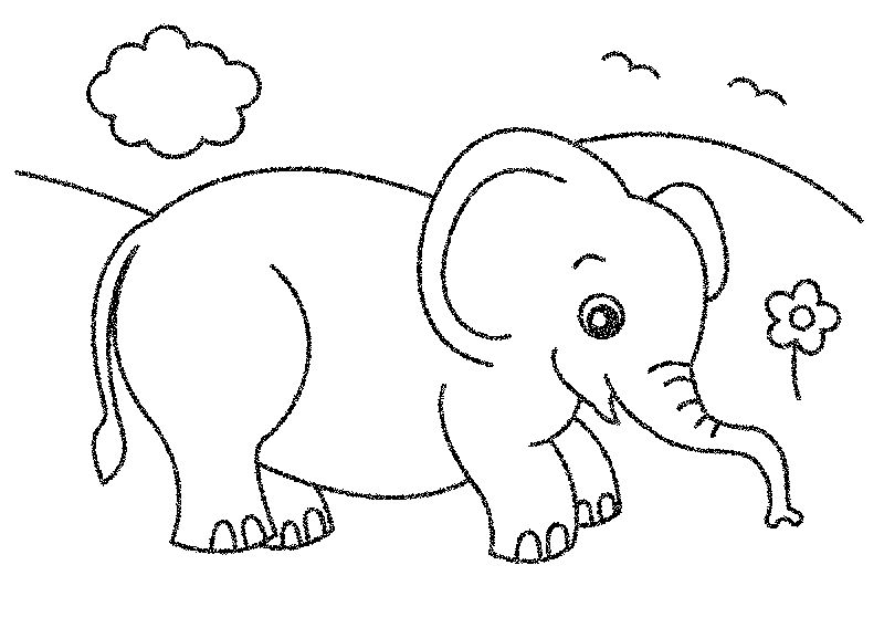 lucu gambar sketsa anak gajah