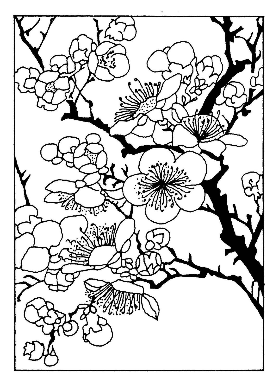 mewarnai gambar sketsa bunga sakura