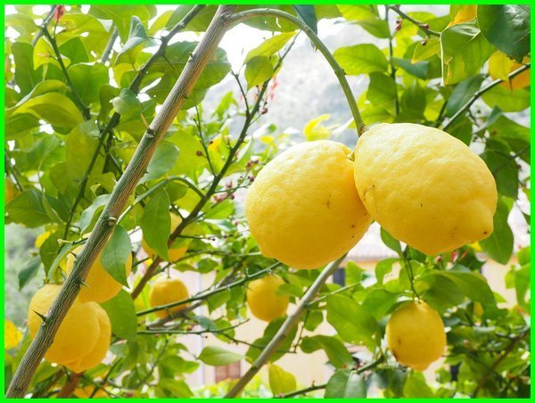 poto jeruk Lemon Citron Yunani