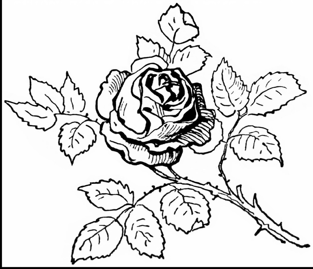 sketsa bunga mawar harum hd