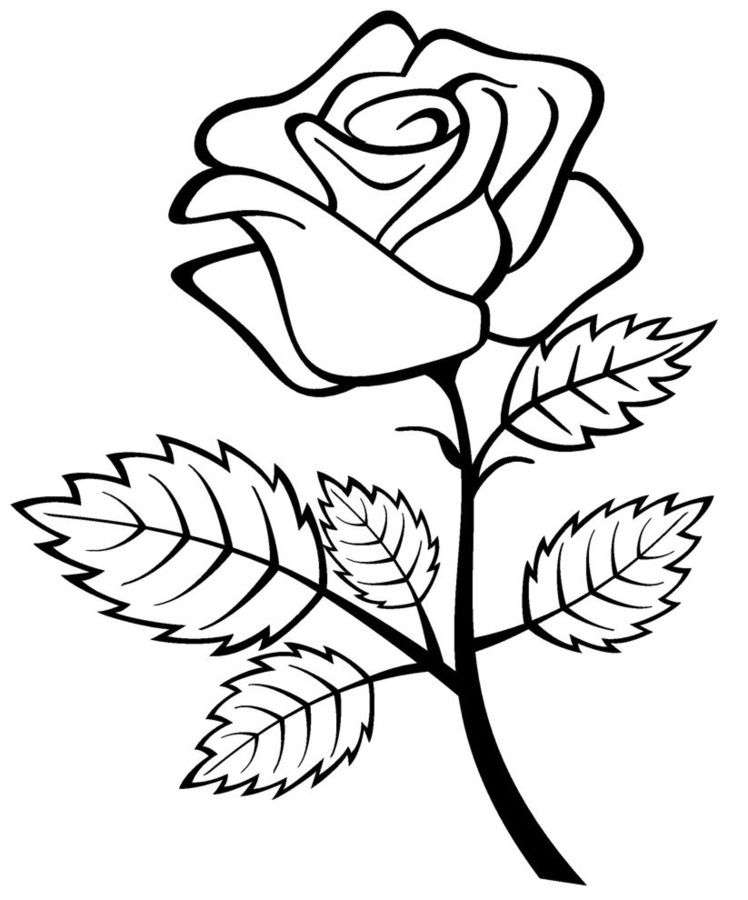 sketsa bunga mawar harum