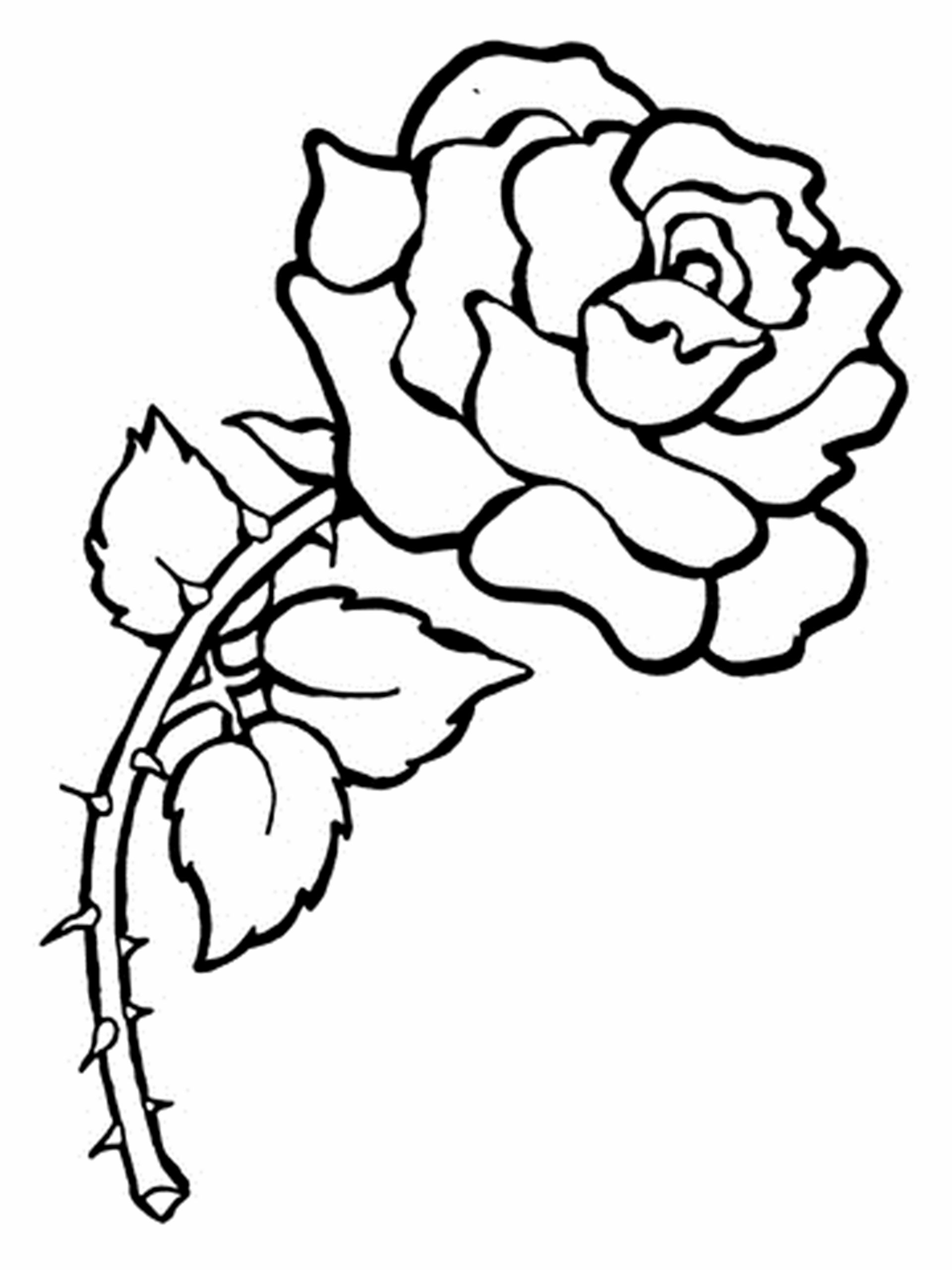 sketsa bunga mawar indah hd