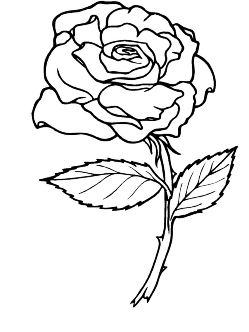 sketsa bunga mawar png
