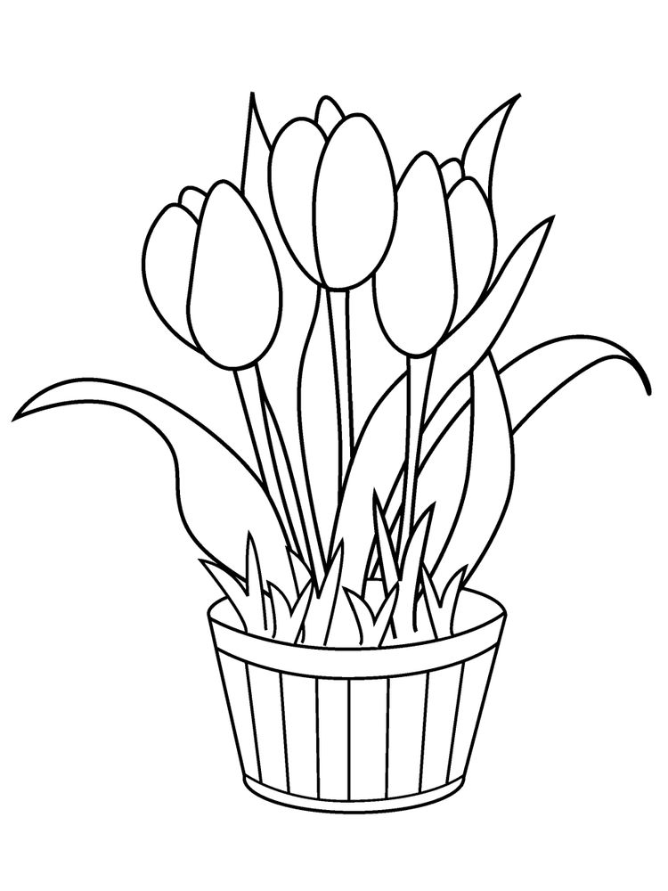 sketsa gambar bunga tulip