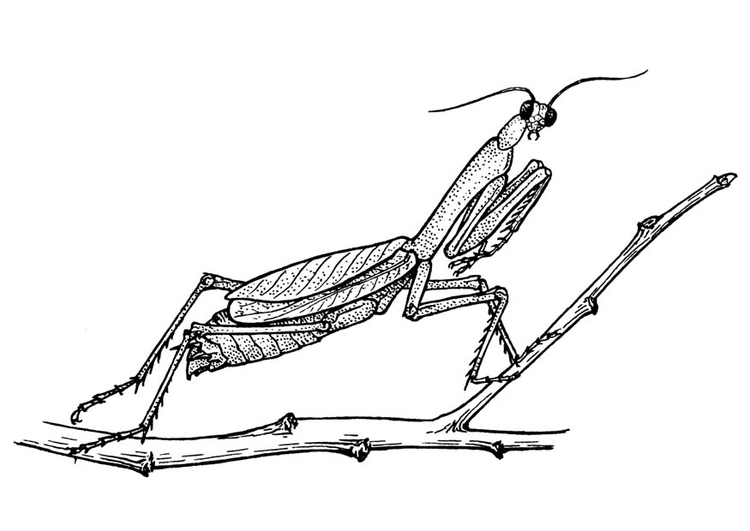 contoh gambar sketsa belalang png