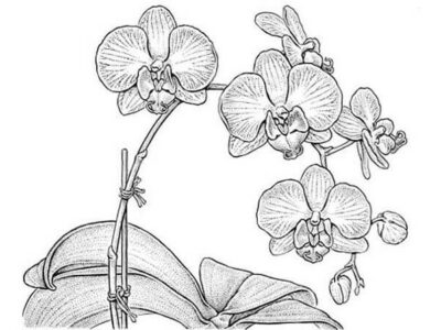 Contoh Gambar Sketsa Bunga Anggrek