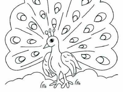 contoh gambar sketsa burung merak kartun