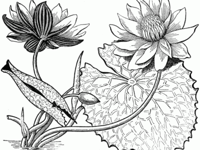 contoh gambar sketsa flora hd