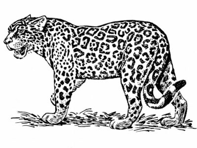 contoh gambar sketsa macan hd