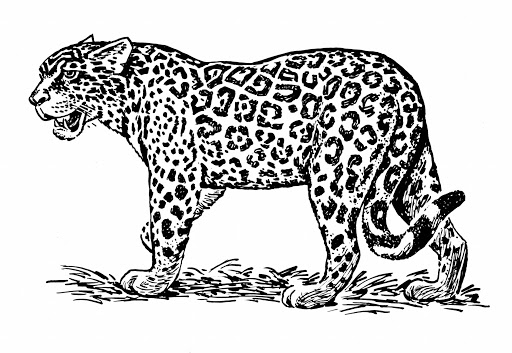 contoh gambar sketsa macan hd