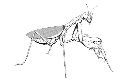 contoh hd sketsa belalang