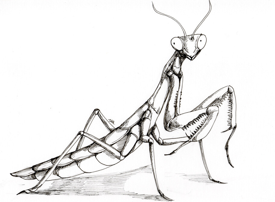 gambar contoh sketsa belalang