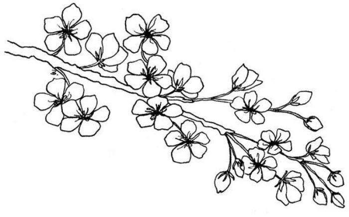 gambar contoh sketsa flora