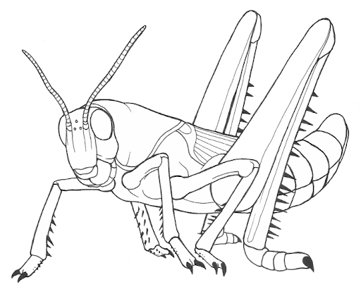 gambar hd sketsa belalang