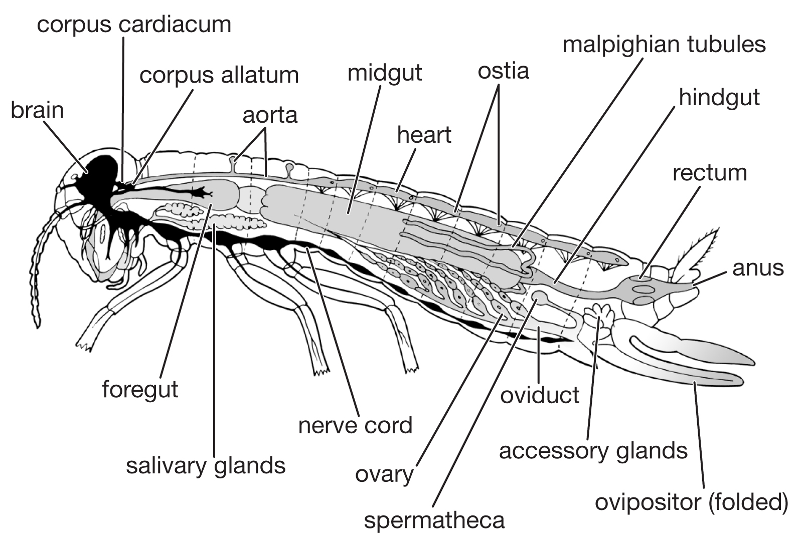 gambar sketsa anatomi belalang hd