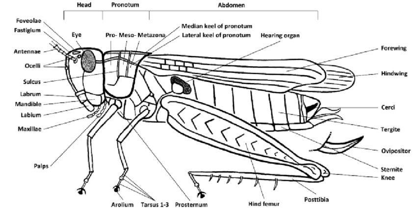 gambar sketsa anatomi belalang
