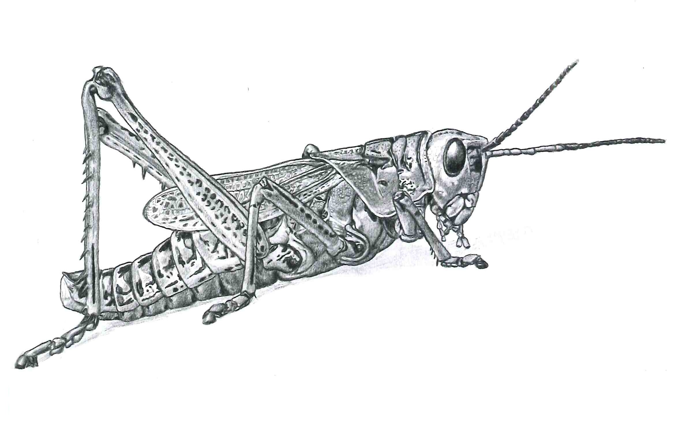 gambar sketsa belalang hd