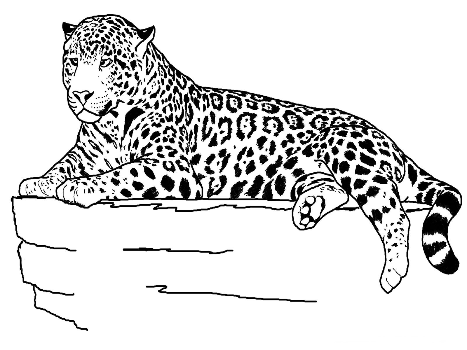 gambar sketsa binatang macan
