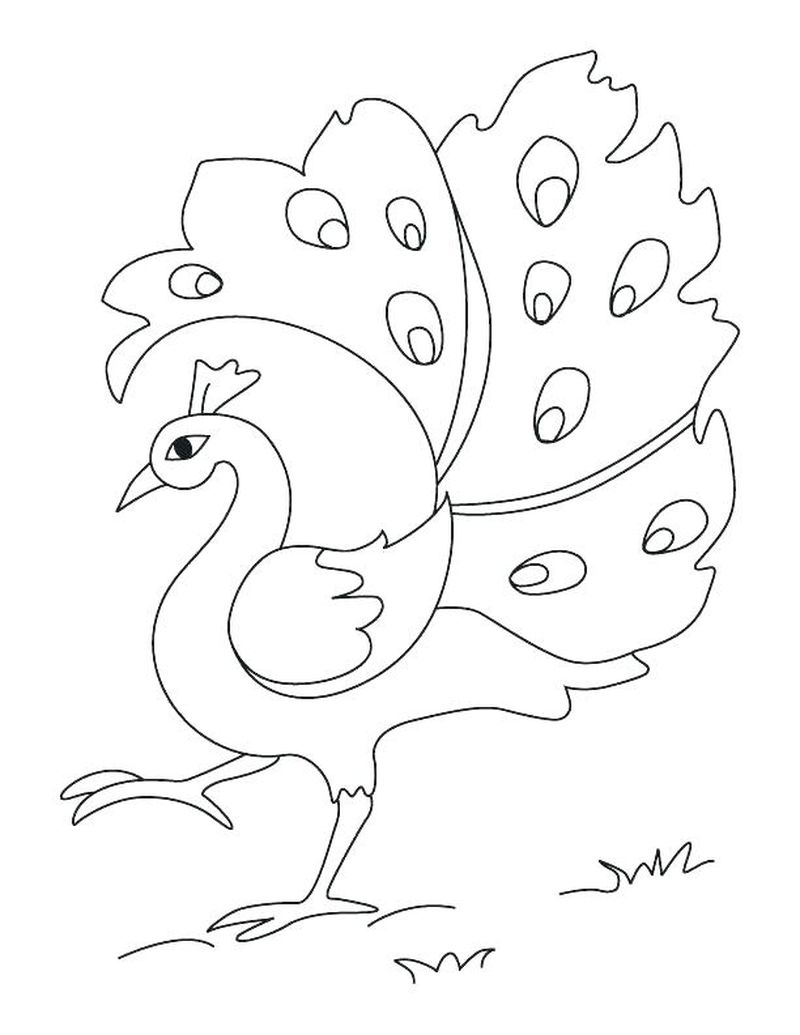 gambar sketsa burung merak kartun