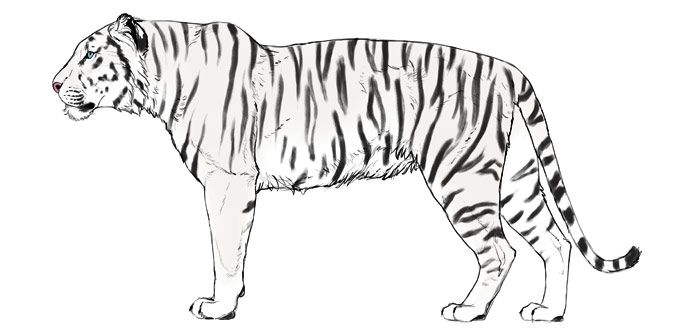 gambar sketsa macan hd