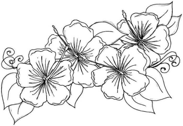 kumpulan gambar sketsa flora hd